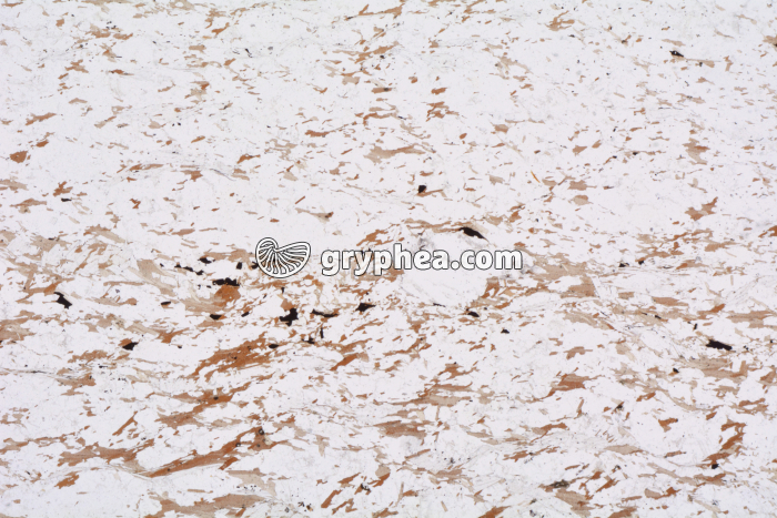 Gneiss à 2 micas (Limousin) LPNA x3,5 - gryphea.com